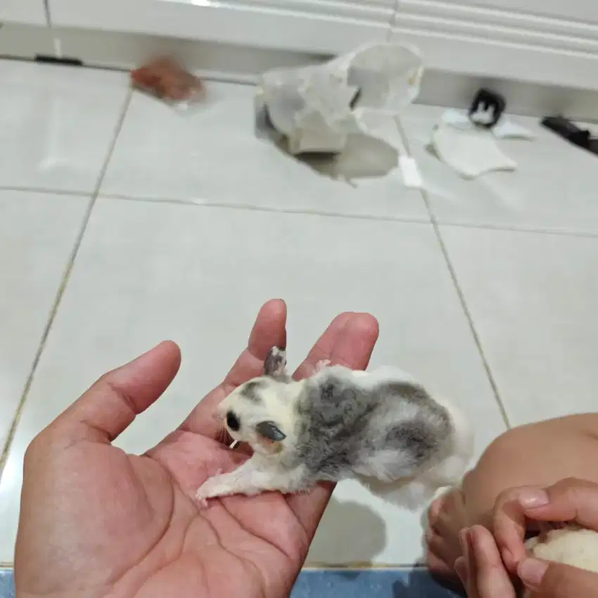 Sg sugar glider joey platmoz