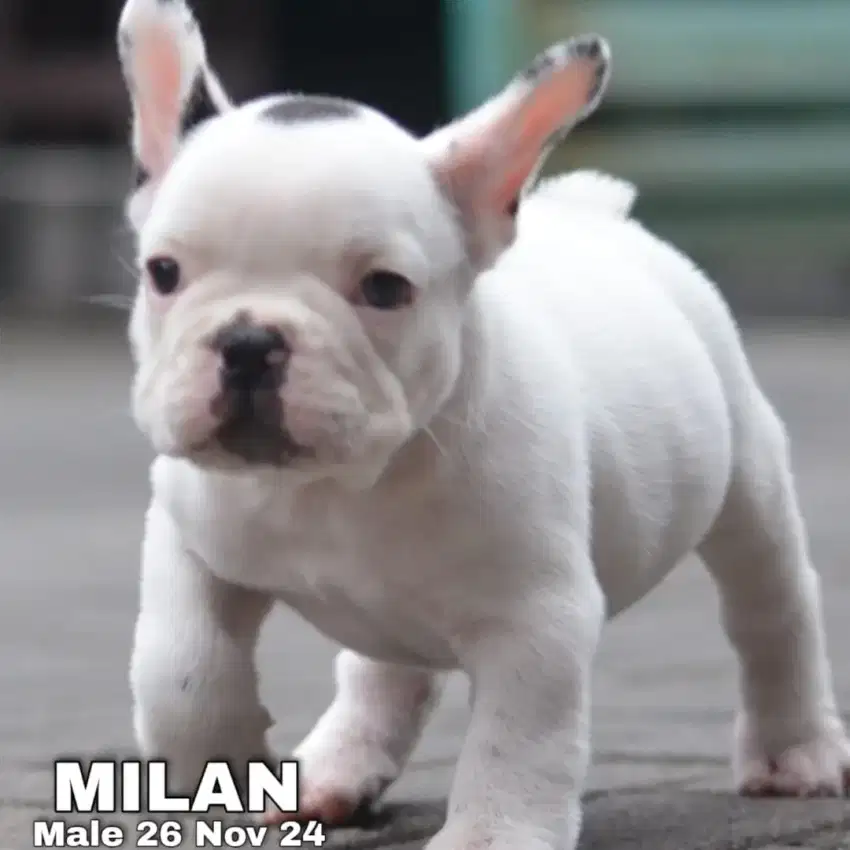 French Bulldog Jantan Stamboom