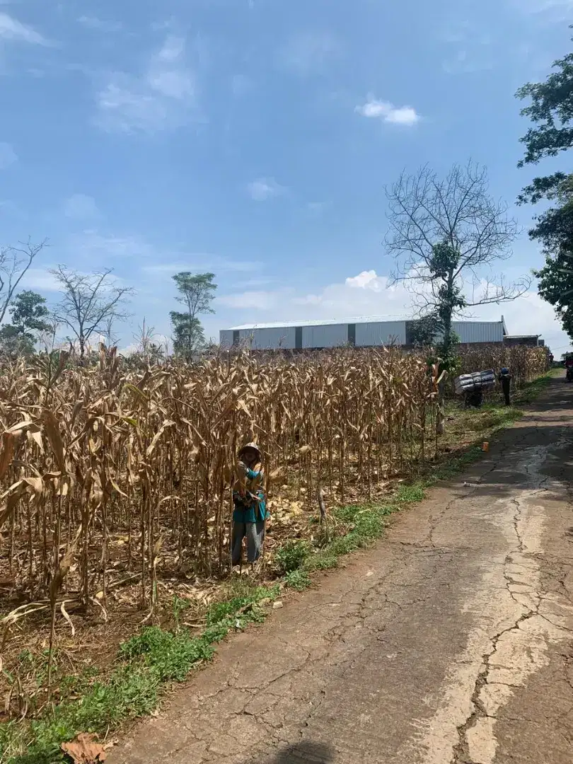 Tanah kebun Multi Fungsi