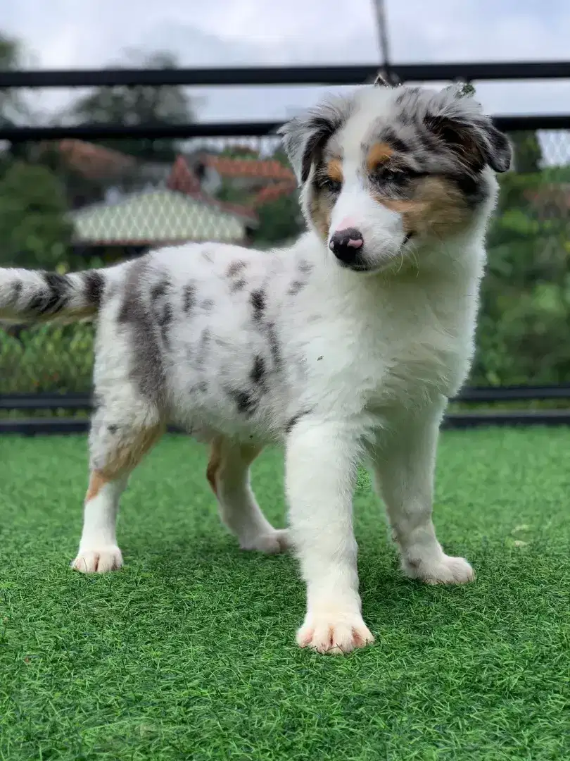 Australian shepperd