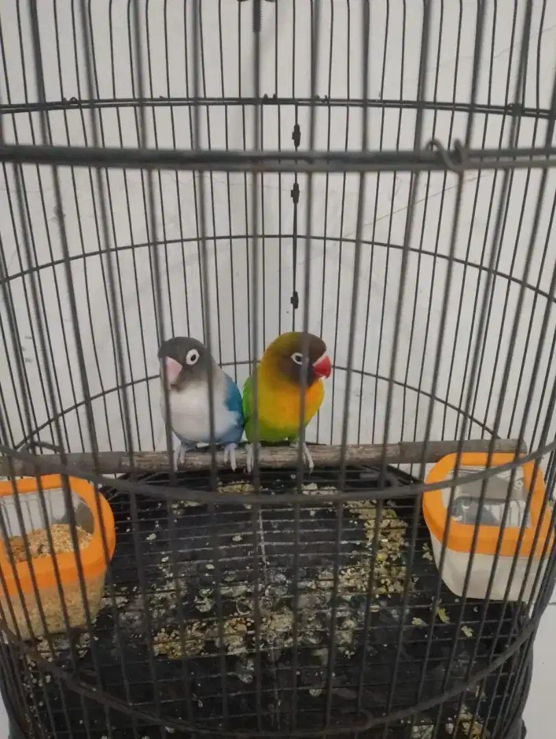 Lovebird pasangan