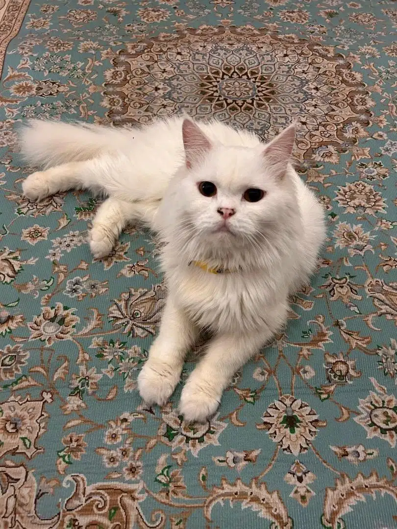 Kucing Persia Jantan Putih