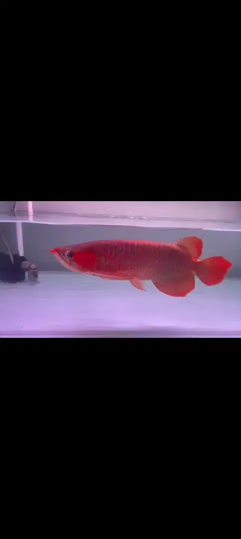 IKAN AROWANA SUPER RED SIZE 50CM