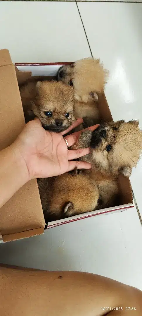 Jual minipom puppies