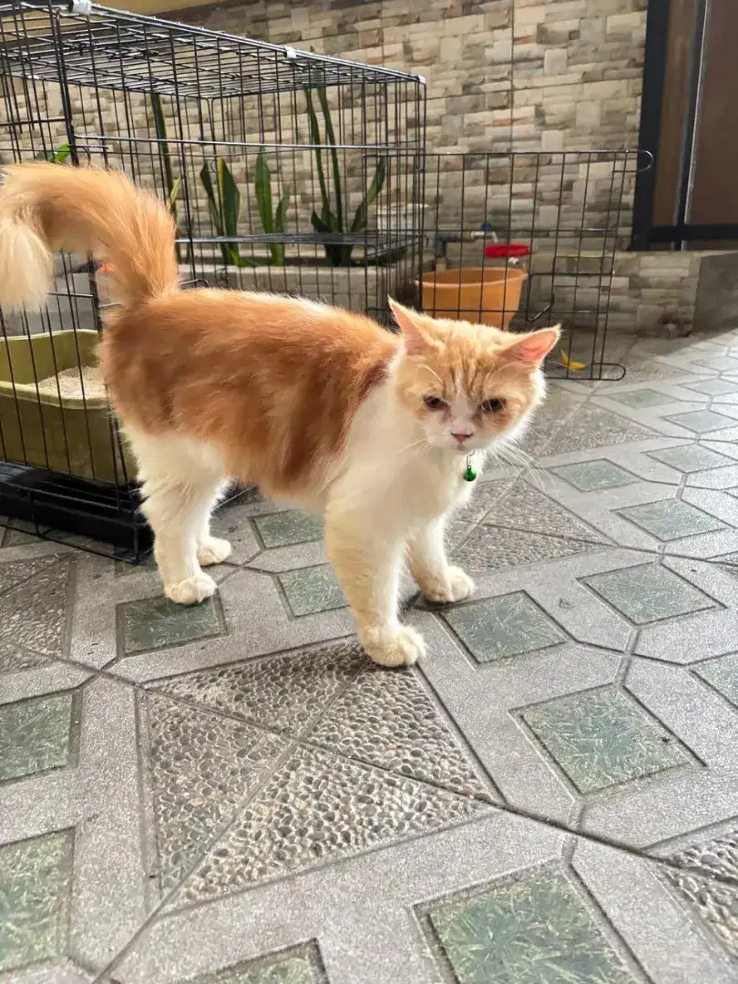 Kucing Persia oyen putih