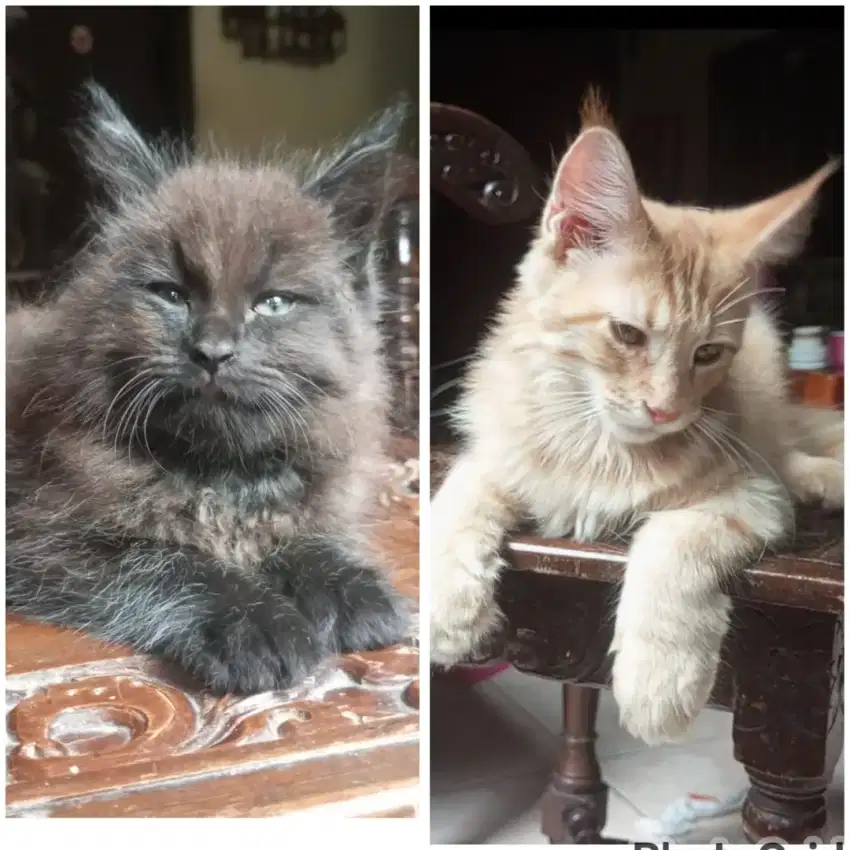 mainecoon jantan& betina 2,5 & 3,5 bln