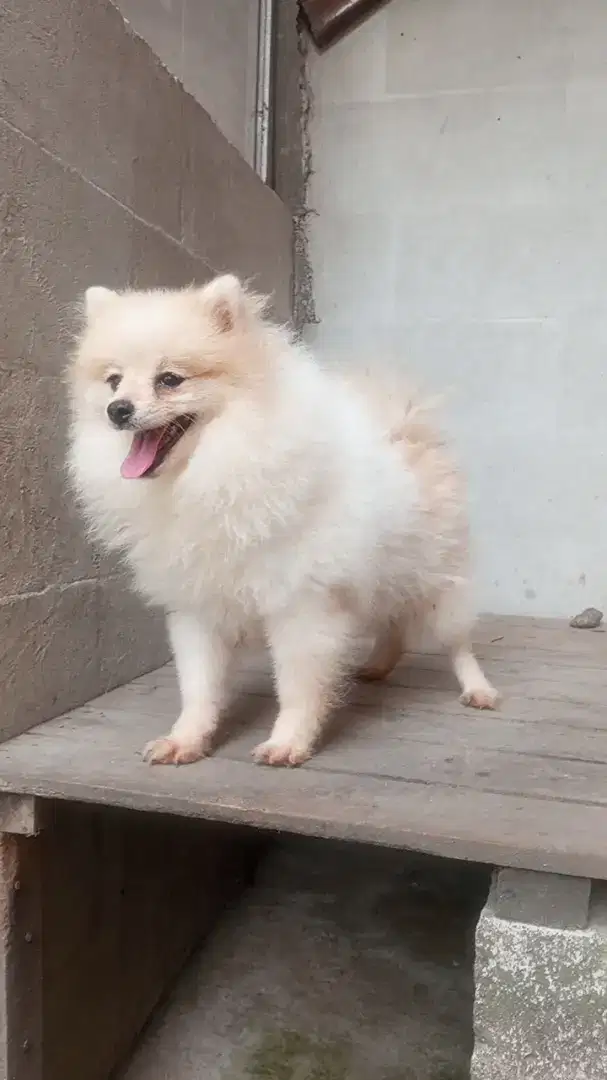 MINI POMERANIAN