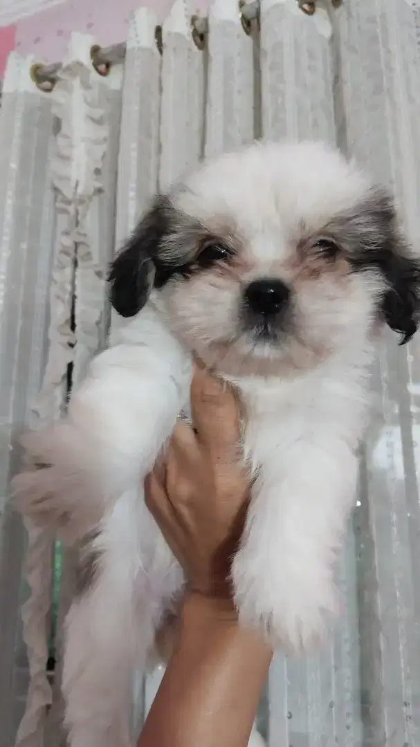 Shihtzu Betina nonstb non vaksin