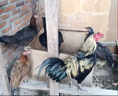 ayam kampung 5 ekor