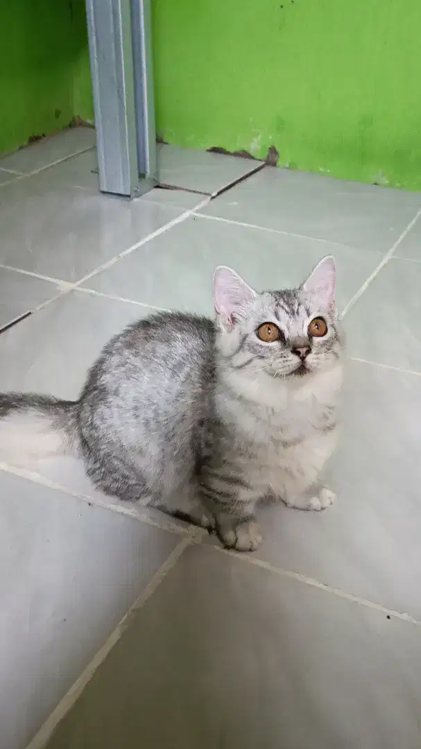 Kucing Munchkin kaki pendek (cebol)