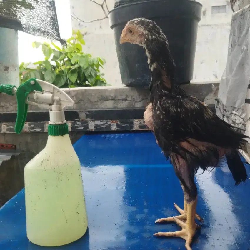 Ayam indiogigante umur 1.5 bulan