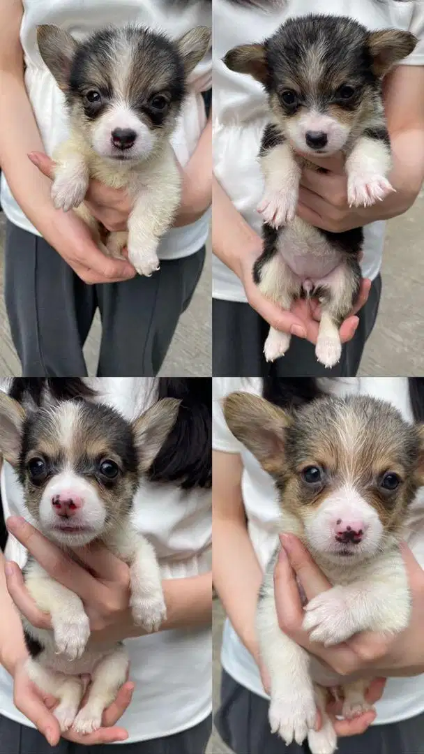 CORGI TRICOLOR FEMALE