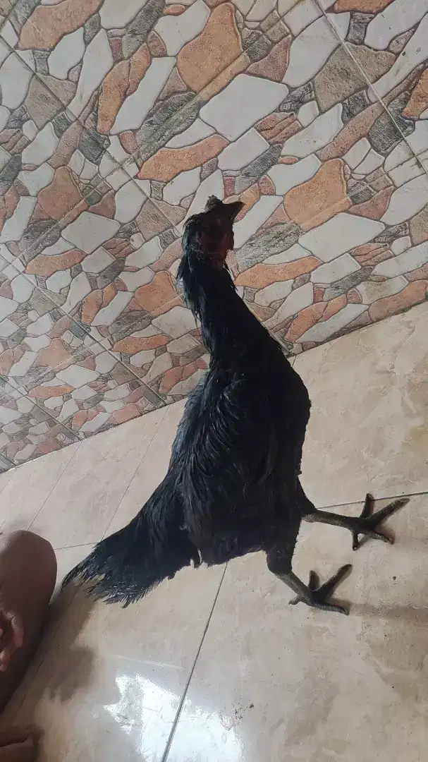 Ayam babon cemani