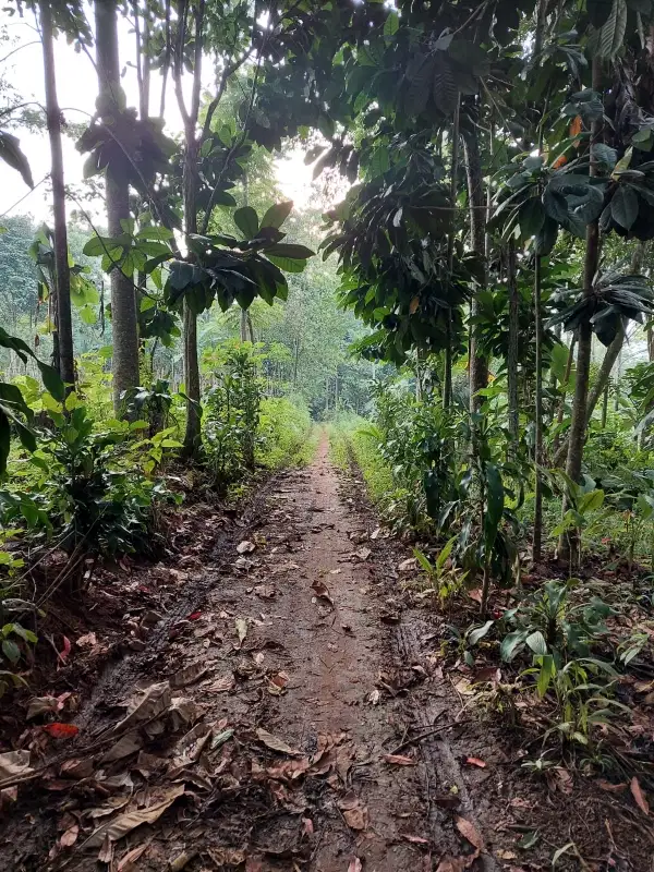 Tanah kebun ciledug sukasirnarasa sumedang