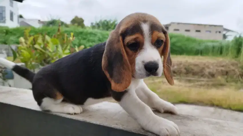 PUPPY BEAGLE LUCU MURAHHH JANTAN