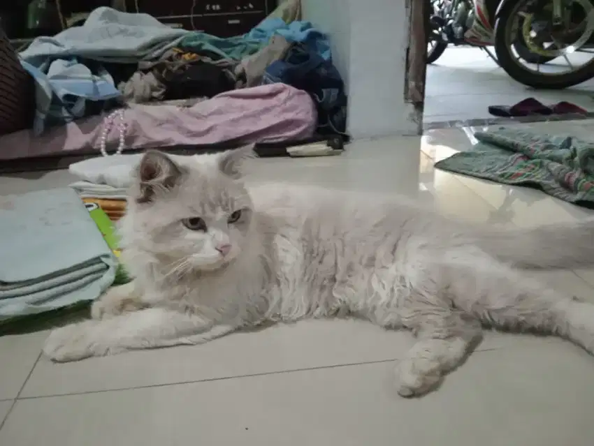 Ragdoll jantan 9 bulan