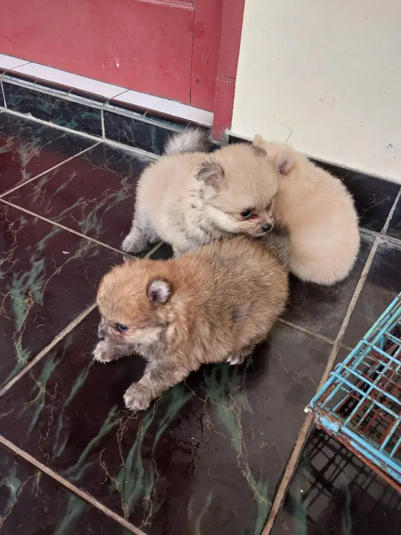 Anjing di jual minipom