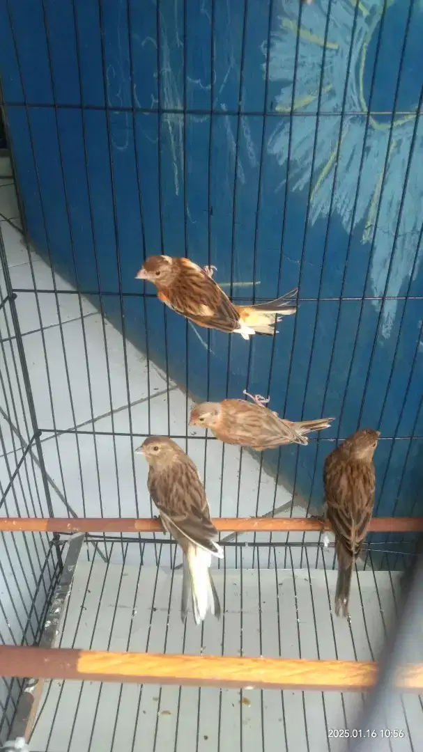 Burung kenari  betina. Dara warna rutgal. Umur _+ 5 bln