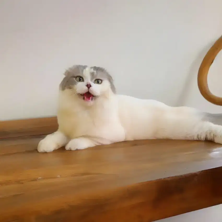 Scottish fold triple/bsh/munchkin