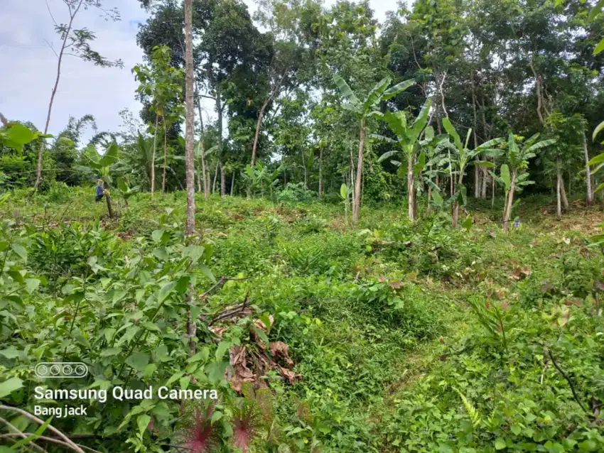 Pekarangan murah mojogedang Karanganyar