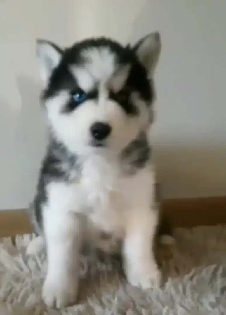 Husky short hair