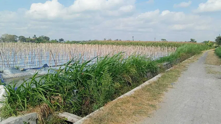 BU Di Jual Sawah, Tanah Produktif Lokasi Tanjungsari Kota Blitar