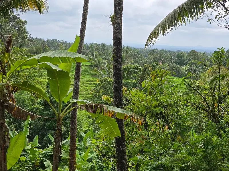 DIJUAL TANAH KEBUN  view sawah terasering di penebel tabanan bali