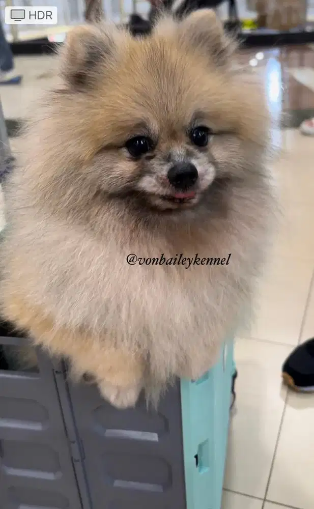 Mix Pomeranian-Poodle Betina