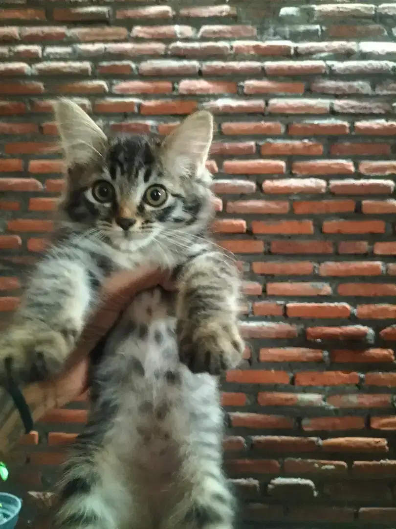 Kucing Persia medium betina