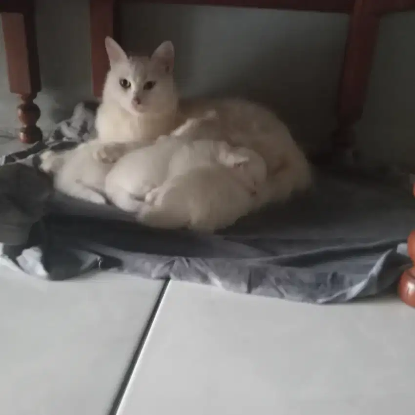 Lepas Adopsi Induk+ kitten 3ekor