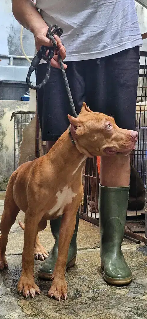 Anakan Pitbull betina bigsize