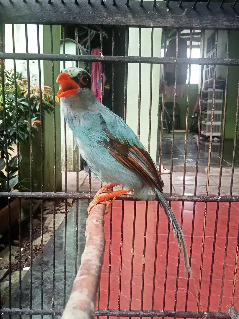 Burung Jovin sudah Rajin Bunyi