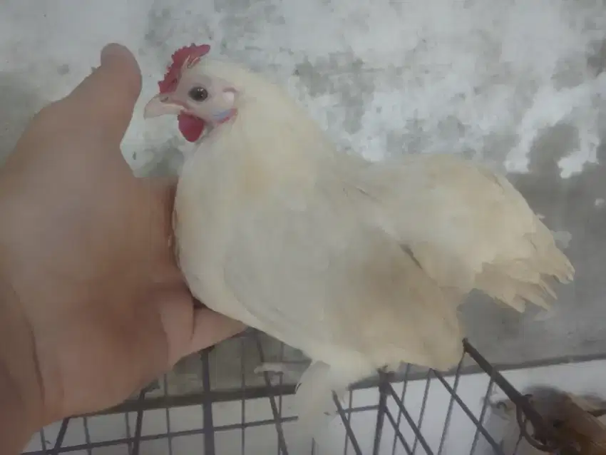 Ayam Kate Betina Kecil Unik, Kaki berbulu..