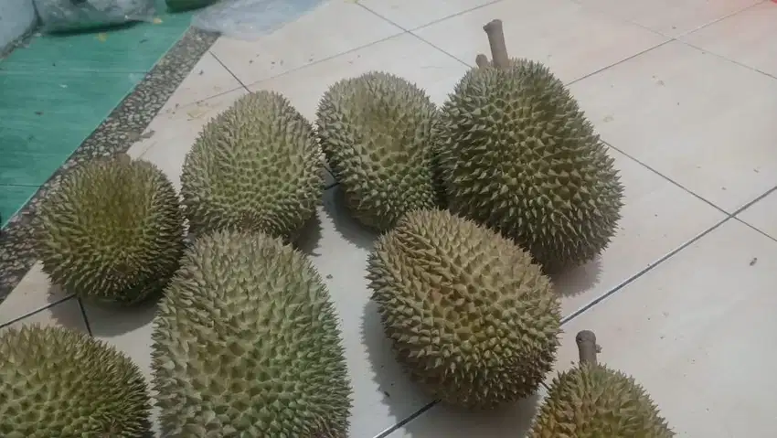 Duren manis pahit Ukuran besar