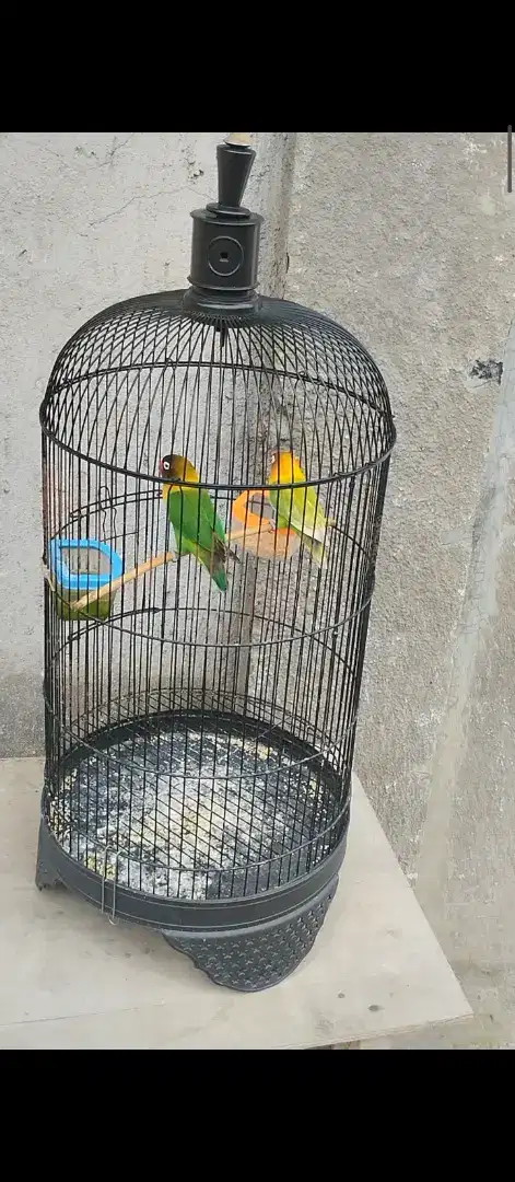 Burung LoveBird