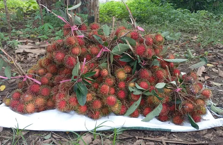 Rambutan manis dan bisa cod