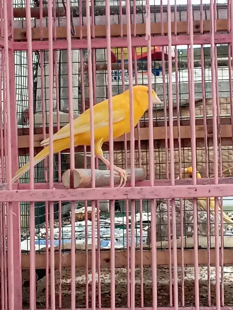 Burung kenari lokal gacor duda