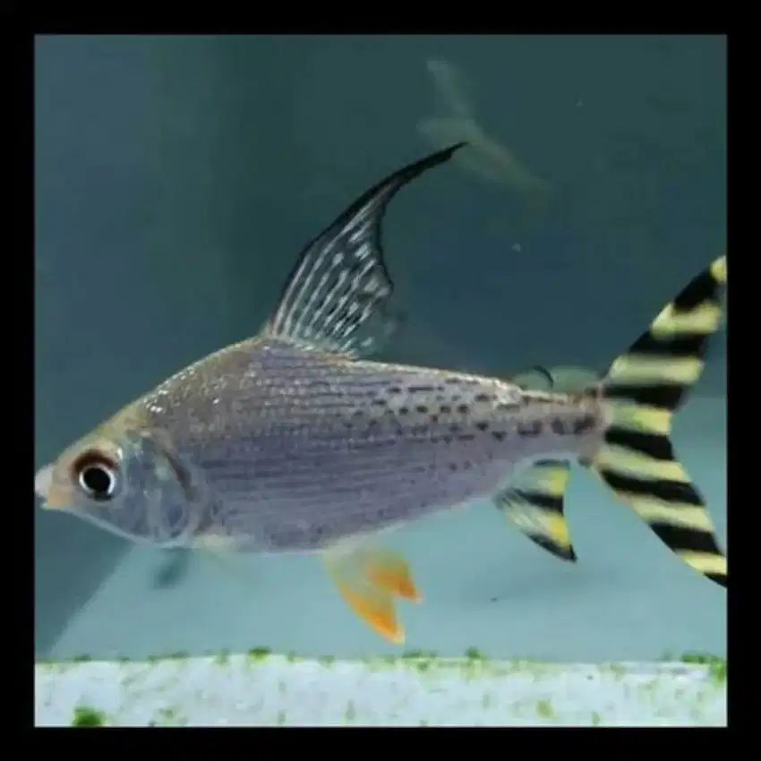 Ikan Yellow Feigeng Flag ( YFF )