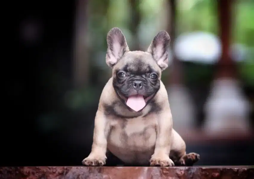 French bulldog puppy