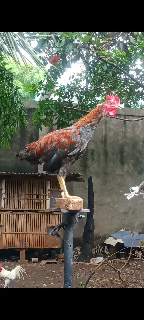 Ayam ketawa muda durasi