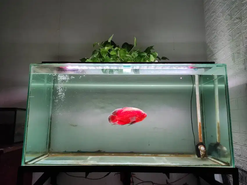 Aquarium akuarium tank