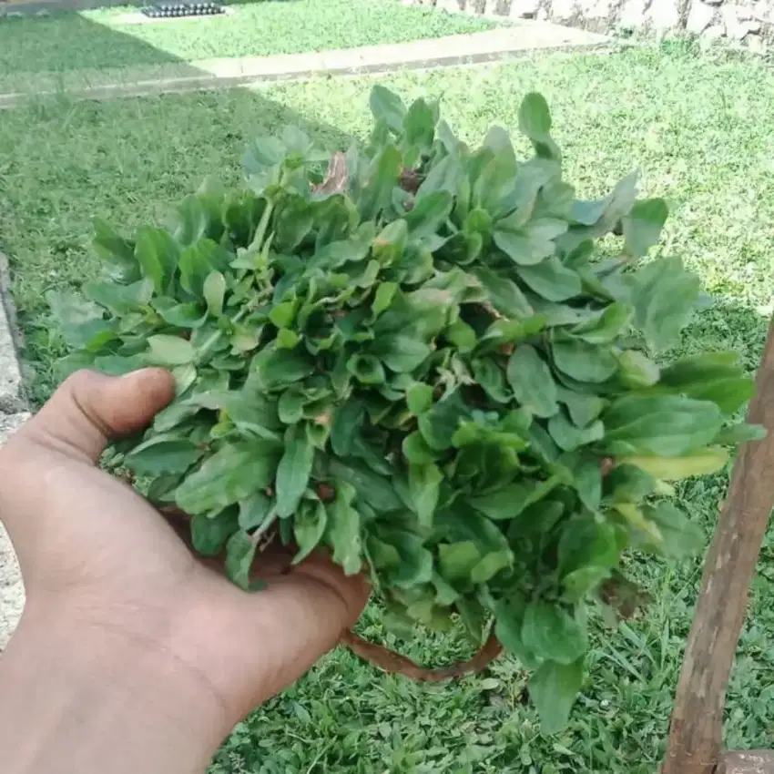 Jasa pasang rumput gajah mini