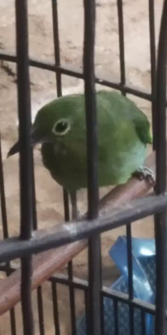 Burung kacer warna ijo betina