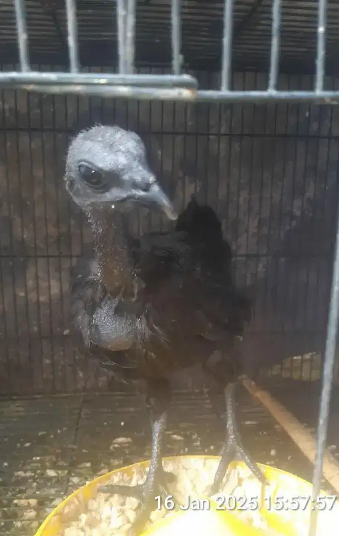 Ayam cemani usia 2bulan lebih