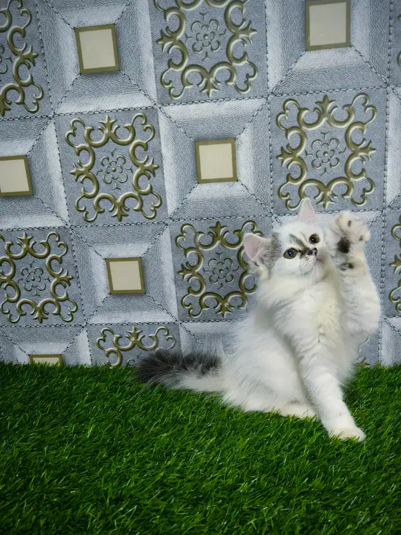 kucing persia kitten