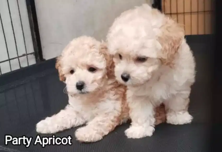 Jual anakan anjing POODLE