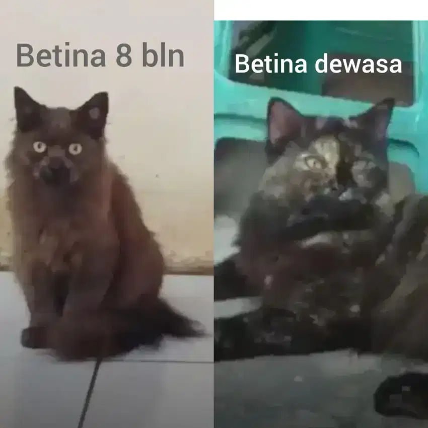 Kucing persia coklat