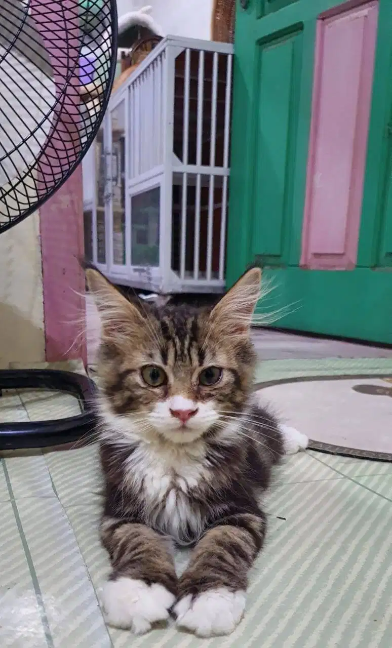 Kucing kitten mainecoon jantan 3 bulan