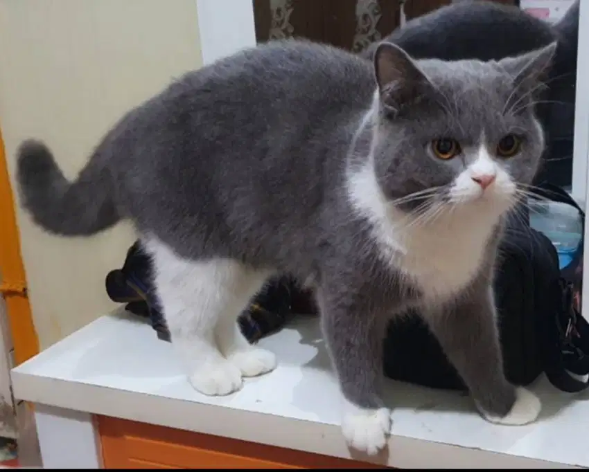 Kucing BSH/SS jantan usia 1,5 tahun bicolour