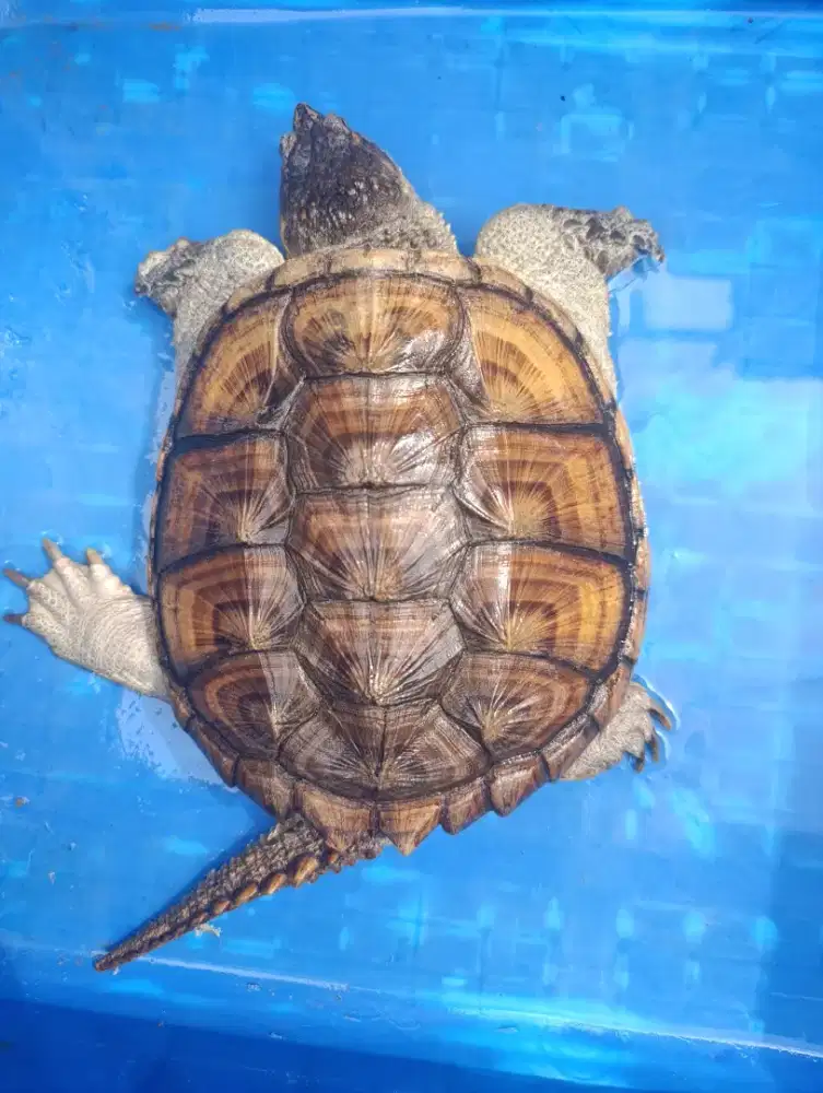 Cst size 19 lok bintaro